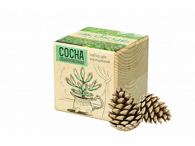 Набор для выращивания "Экокуб Classic "Сосна обыкновенная" для бизнеса