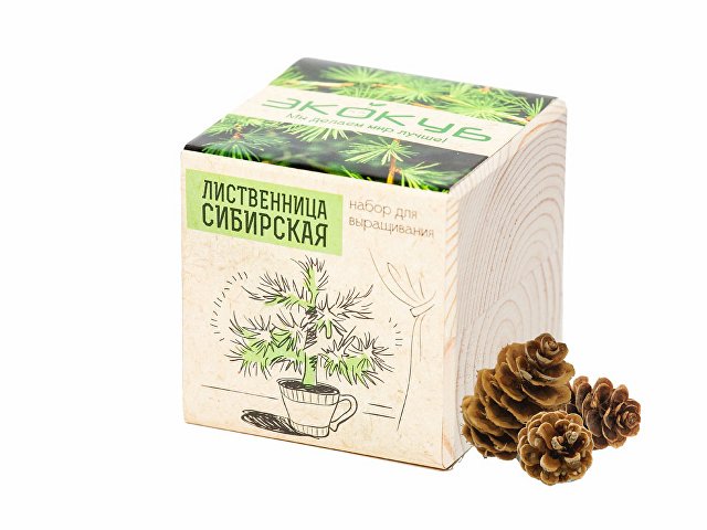 Набор для выращивания "Экокуб Classic "Лиственница Сибирская" для бизнеса